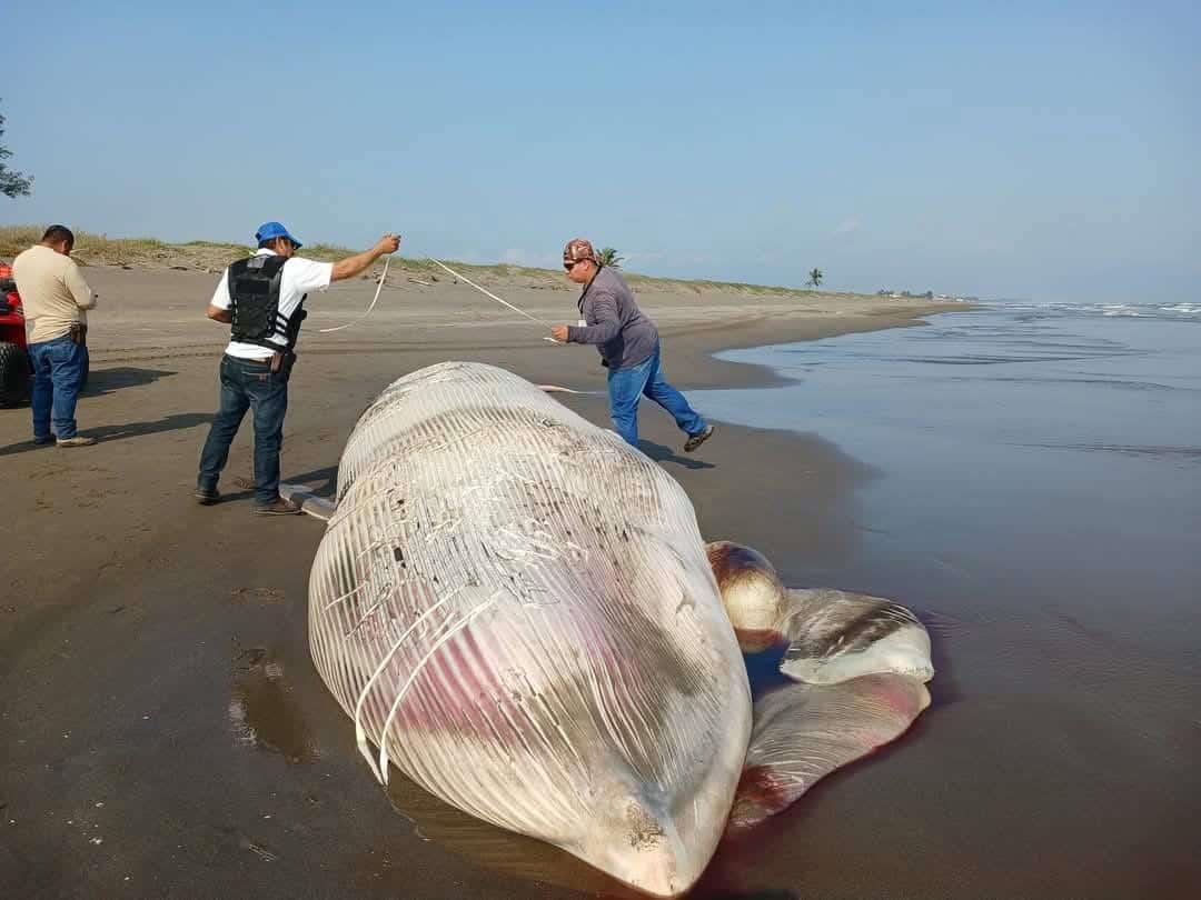 Encuentran una ballena de 15 metros sin vida en la playa de Nautla |VIDEO