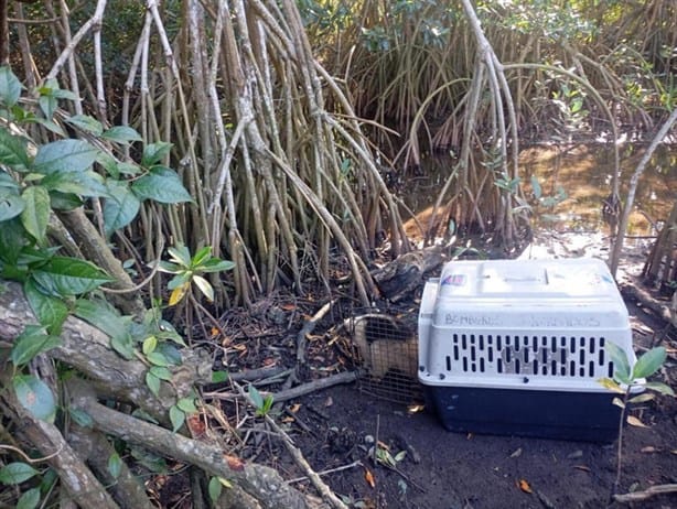 Rescatan oso hormiguero en Boca del Río; lo tenían como mascota