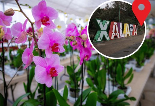 Realizarán exposición Flores con amor en Xalapa; checa fecha 