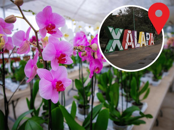 Realizarán exposición Flores con amor en Xalapa; checa fecha 