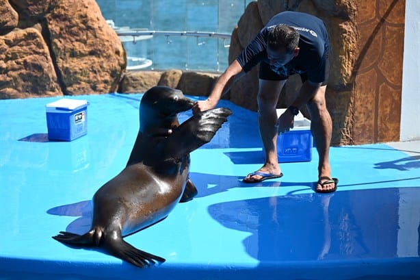 Hoy es el día gratis en el Aquarium de Veracruz, ¿qué áreas puedes visitar?