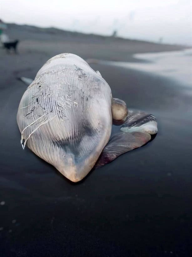 Hallazgo impactante en Nautla: encuentran ballena muerta en la costa