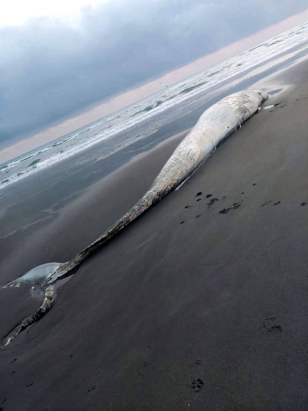 Hallazgo impactante en Nautla: encuentran ballena muerta en la costa