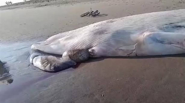 Hallazgo impactante en Nautla: encuentran ballena muerta en la costa