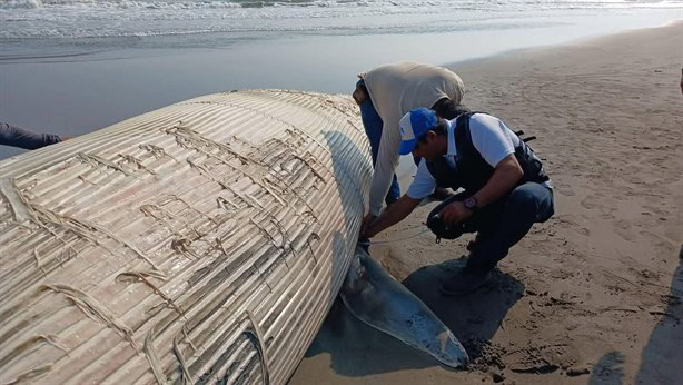 Hallazgo impactante en Nautla: encuentran ballena muerta en la costa