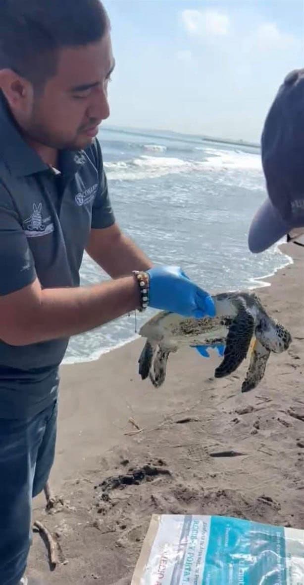 Hallan muerta a tortuga en la Isla del Amor, en Veracruz