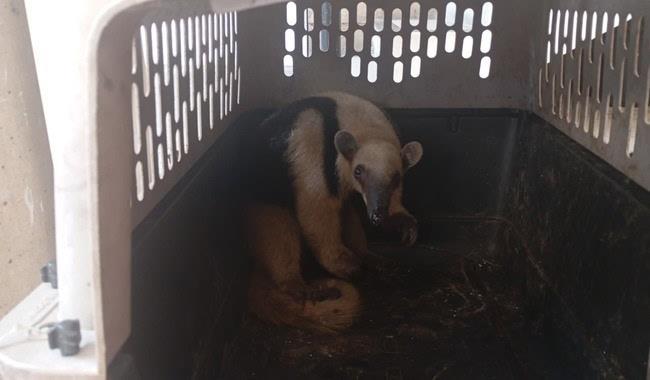 Rescatan oso hormiguero en Boca del Río; lo tenían como mascota