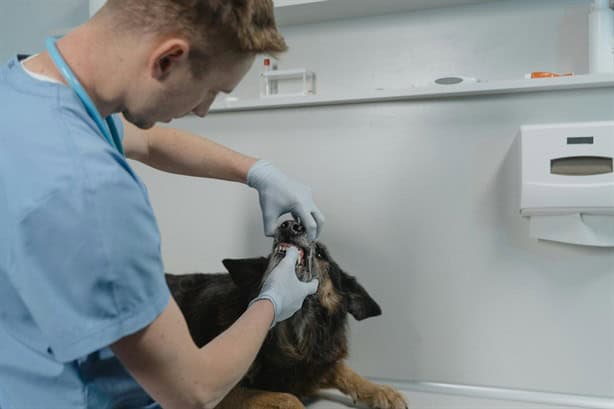 ¿Quieres tener un perro? Estos son todos los gastos veterinarios que debes considerar en Veracruz