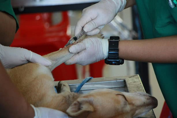 ¿Quieres tener un perro? Estos son todos los gastos veterinarios que debes considerar en Veracruz