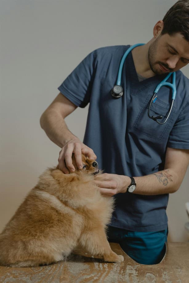 ¿Quieres tener un perro? Estos son todos los gastos veterinarios que debes considerar en Veracruz