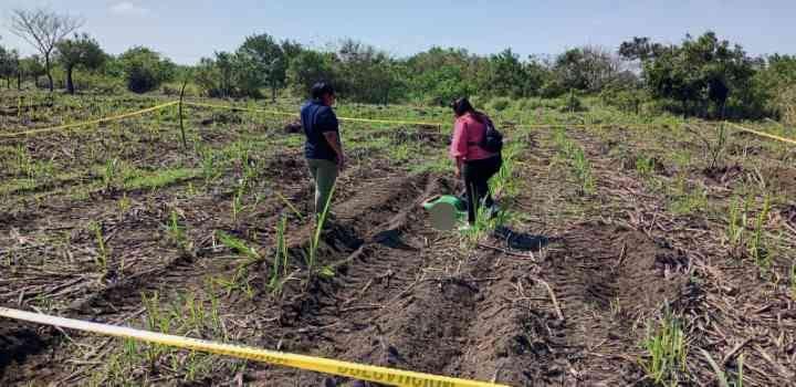 Hallan cuerpo en un sembradío de caña en Ángel R. Cabada, Veracruz