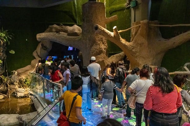 Miles disfrutaron el martes gratis en el Aquarium de Veracruz