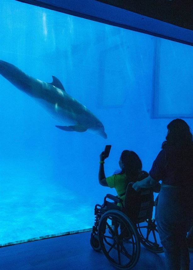 Miles disfrutaron el martes gratis en el Aquarium de Veracruz