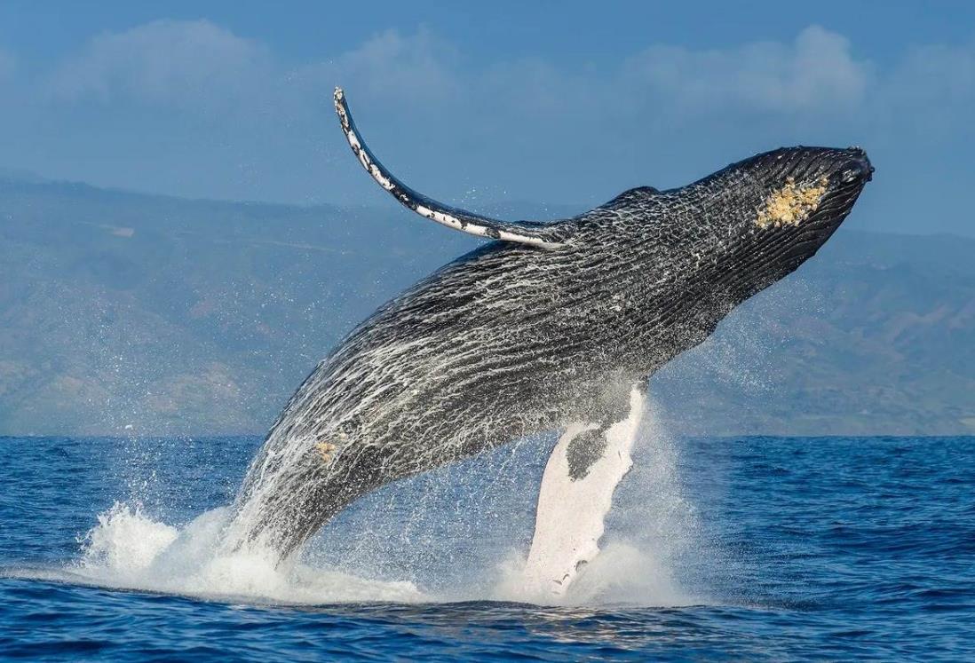 ¡Como Pinocho! Ballena se traga a joven y luego lo escupe | VIDEO