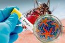 Dengue: ¿por qué el serotipo DENV-3 en México es más peligroso?