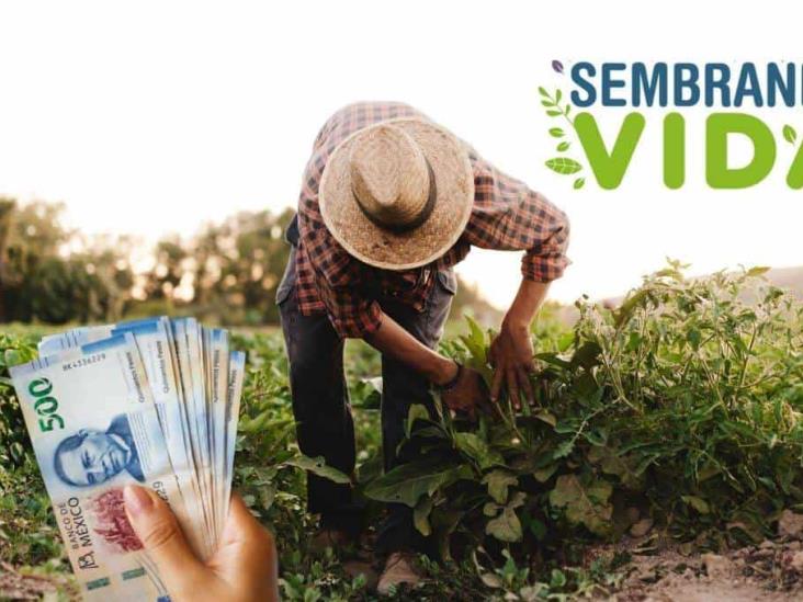 Sembrando Vida 2025: ¿cuándo llega el pago y cómo hacer consulta de saldo?