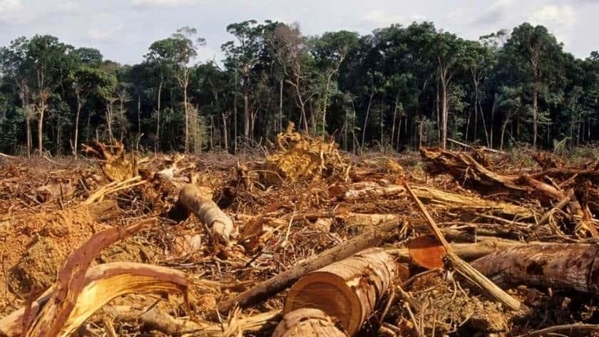 BIODIVERSIDAD LA RIQUEZA DE LA VIDA