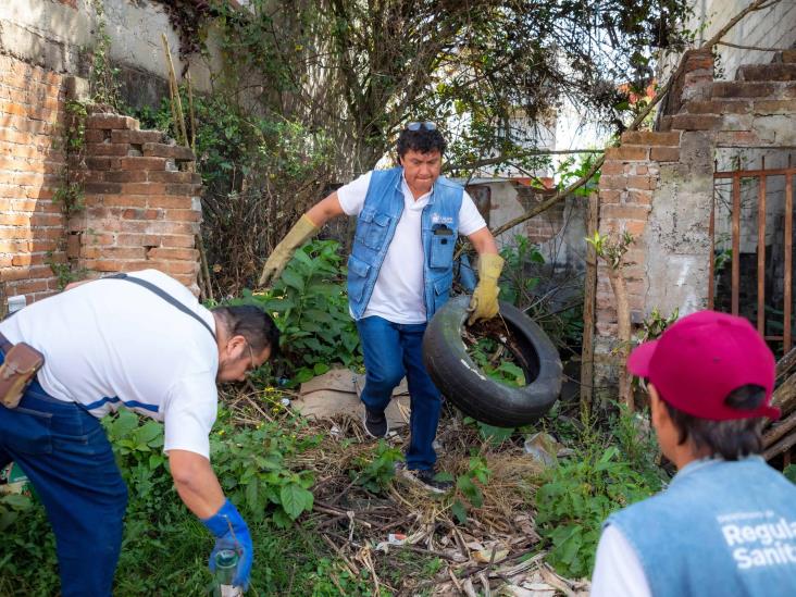 En Xalapa, lucha permanente contra el dengue