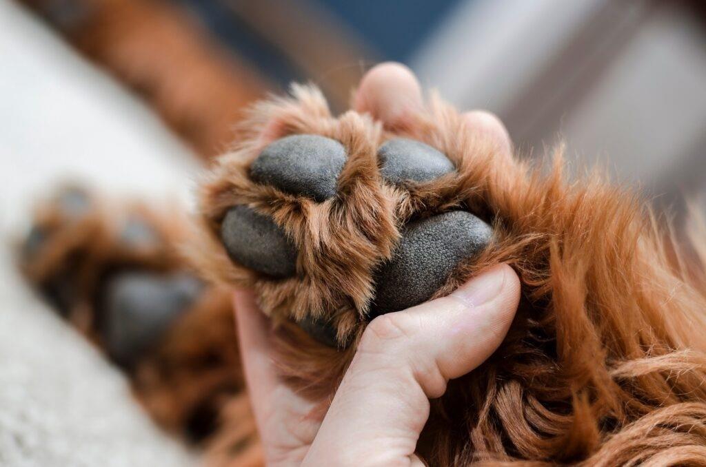 Envenenan a más perritos y gatitos en Tolome