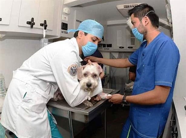 Esta vialidad del puerto de Veracruz estará cerrada por marcha de médicos veterinarios