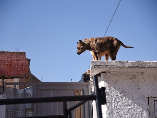 De esta forma puedes denunciar el maltrato animal en Veracruz