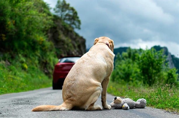 De esta forma puedes denunciar el maltrato animal en Veracruz