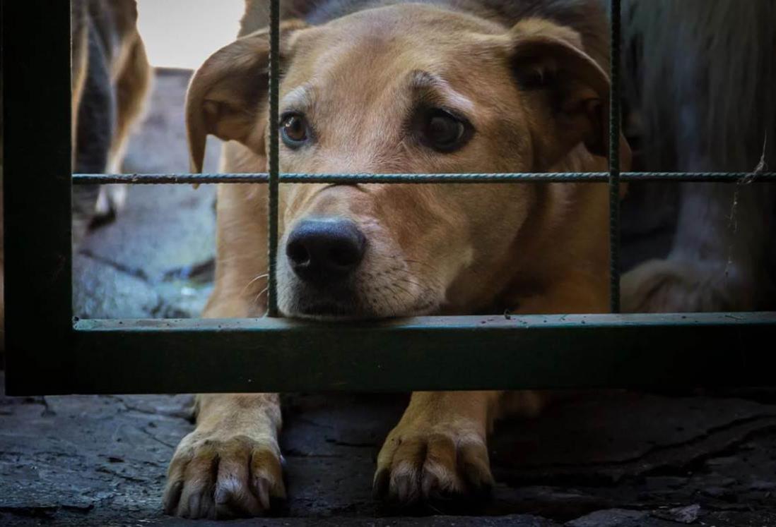 De esta forma puedes denunciar el maltrato animal en Veracruz