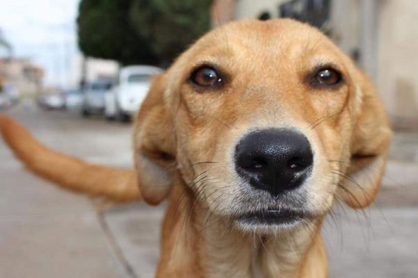 Realizarán marcha por los derechos animales en Veracruz en el mes de marzo