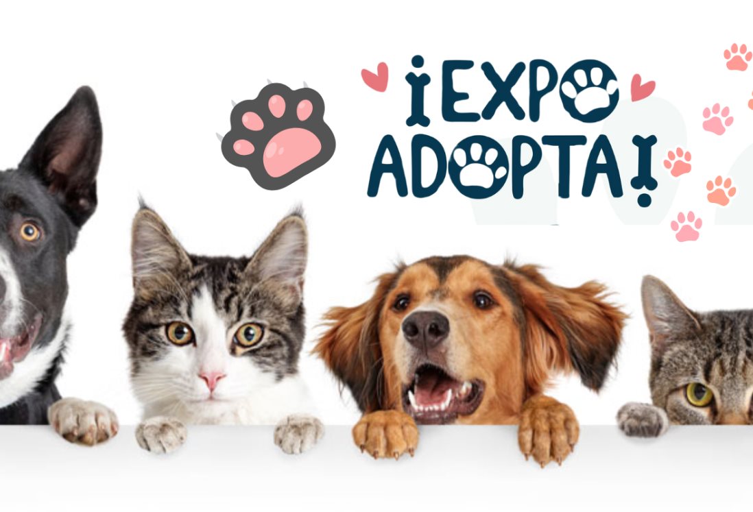 Expo adopta 2025: estos requisitos necesitas para llevar a casa un perro o gato en Veracruz