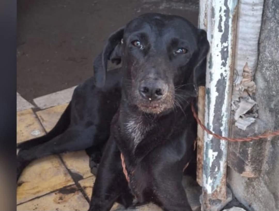 Fiscalía investiga caso de Negrito, perrito que murió por cortarle su lengua en Veracruz