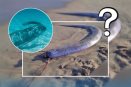 Pez remo: ¿qué significa su aparición en playas mexicanas? 