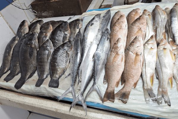 Frentes fríos encarecen productos del mar hasta un 50% en Veracruz