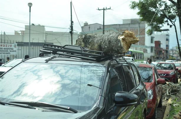 Enorme rama cae sobre autos en avenida Ruiz Cortines de Xalapa