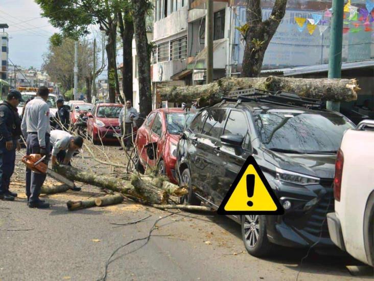 Enorme rama cae sobre autos en avenida Ruiz Cortines de Xalapa