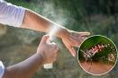 Este es el repelente natural que recomienda la SESVER contra el dengue