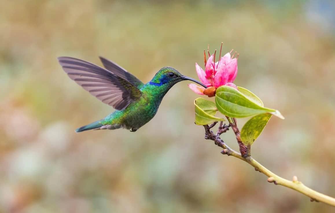 No los uses para amarres de amor; estos son los castigos en México por matar un colibrí