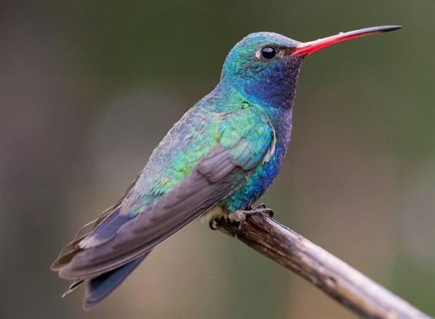 No los uses para amarres de amor; estos son los castigos en México por matar un colibrí