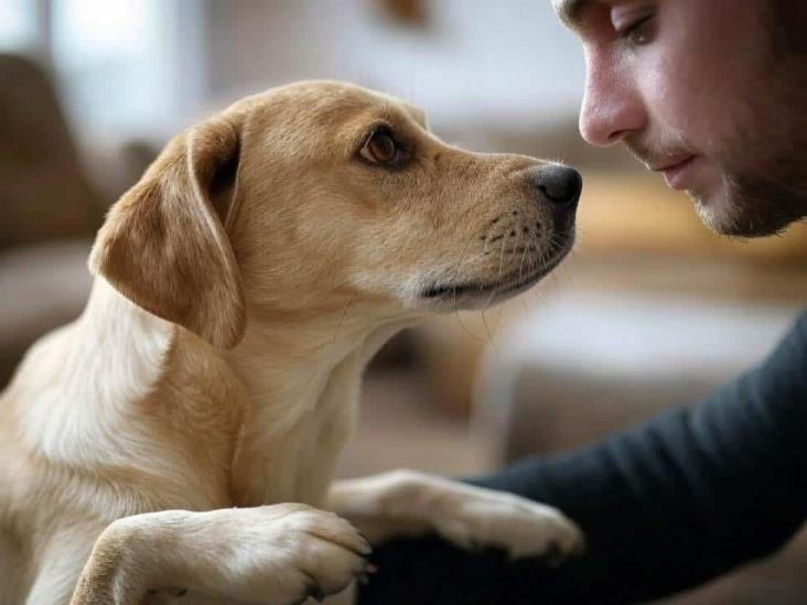 ¿Por qué tu perro te toca con la pata? Estas son las razones