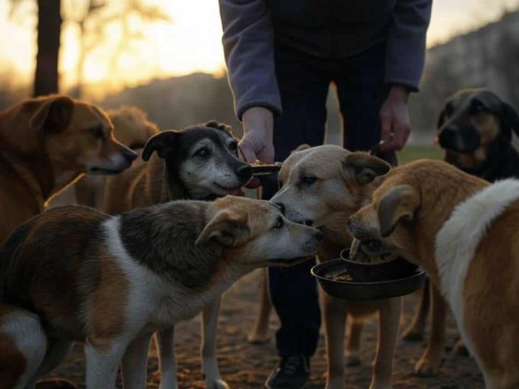 ¿Qué dice la ley sobre alimentar perros callejeros?