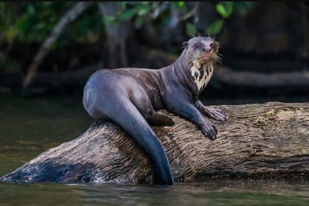 ¿Cuál es el castigo en Veracruz por capturar una nutria de río?