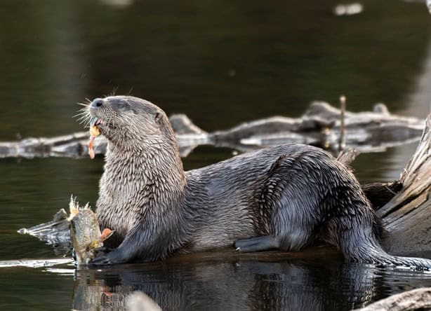 ¿Cuál es el castigo en Veracruz por capturar una nutria de río?