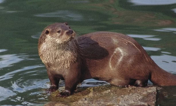 ¿Cuál es el castigo en Veracruz por capturar una nutria de río?