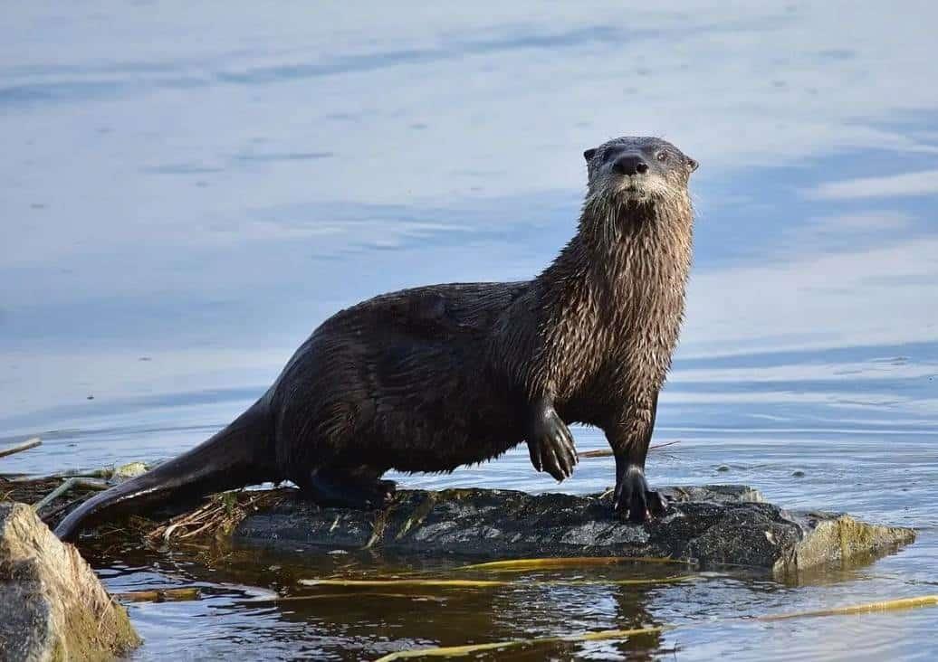 ¿Cuál es el castigo en Veracruz por capturar una nutria de río?