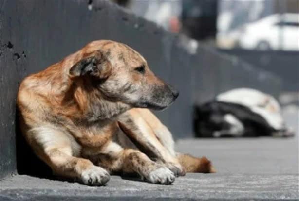 ¿Cuál es la nueva multa en Veracruz por abandonar perritos en la calle?