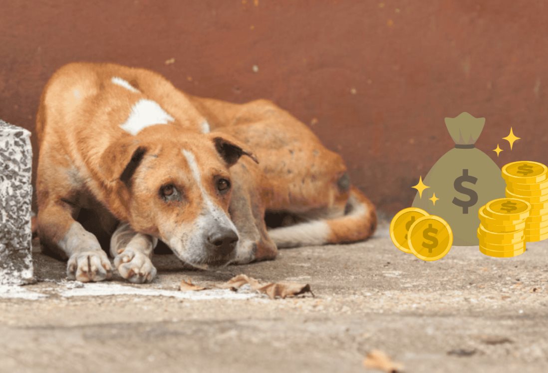 ¿Cuál es la nueva multa en Veracruz por abandonar perritos en la calle?