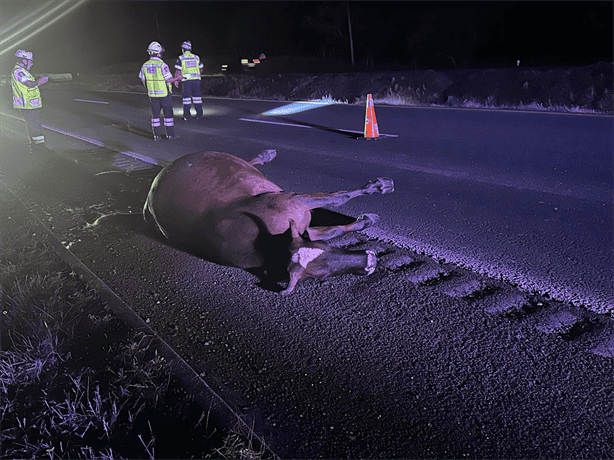 Intentó evitar una vaca y volcó: choque en carretera Veracruz-Córdoba