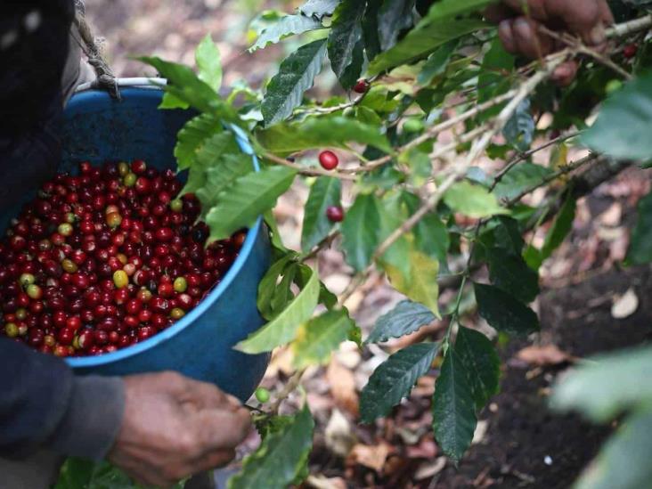 Crisis cafetalera en sierra de Misantla; productores enfrentan caída de precios