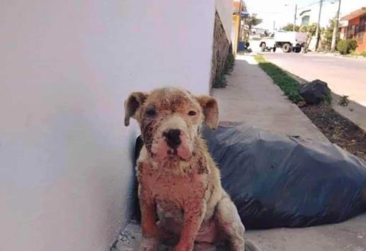 Matanza silenciosa: envenenamiento de mascotas aterra Misantla