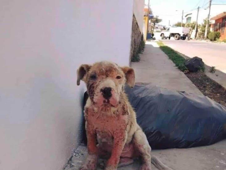 Matanza silenciosa: envenenamiento de mascotas aterra Misantla