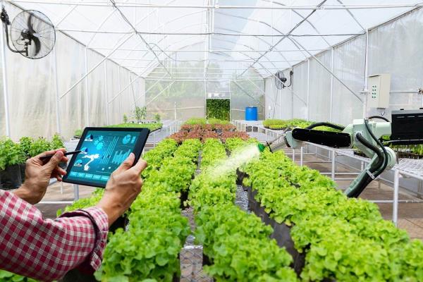 Podría utilizarse la IA para mejorar los cultivos en campos de Veracruz